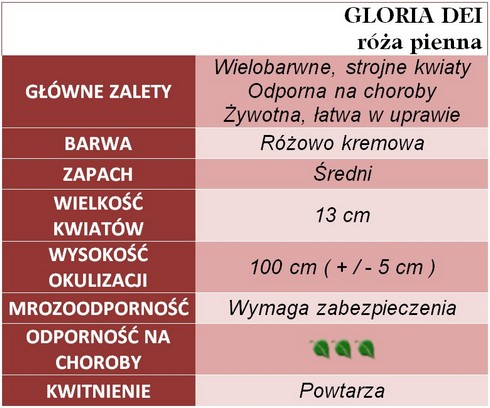 Gloria Dei róże pienne
